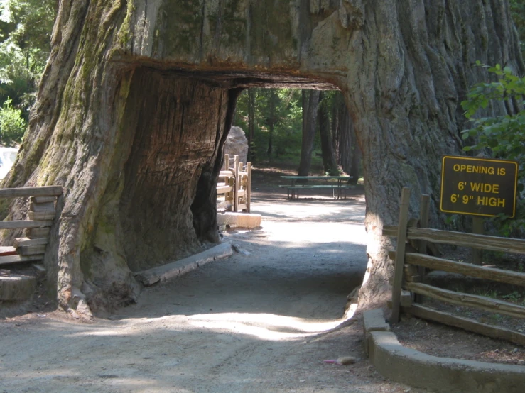 an entrance to a tree that is very large