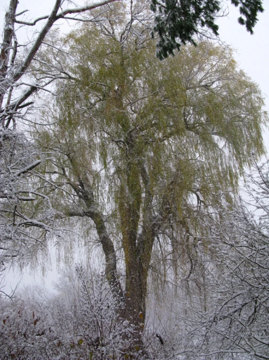 a tree stands in the middle of snow covered trees