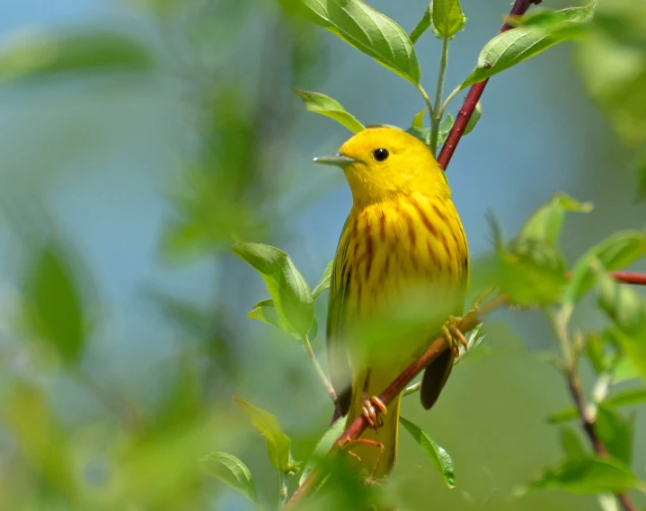 a small yellow bird sitting in a green tree