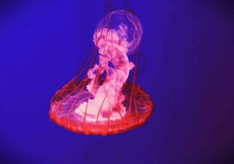 an upside down jellyfish is illuminated by a blue light