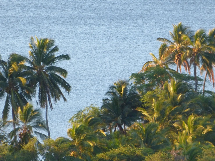 many trees next to the water are visible