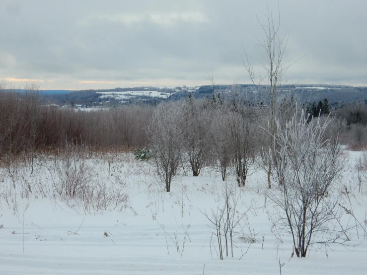 there is snow in the forest on a cloudy day