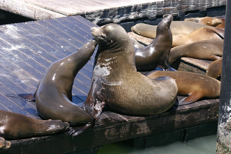 several sea lions are laying on a dock