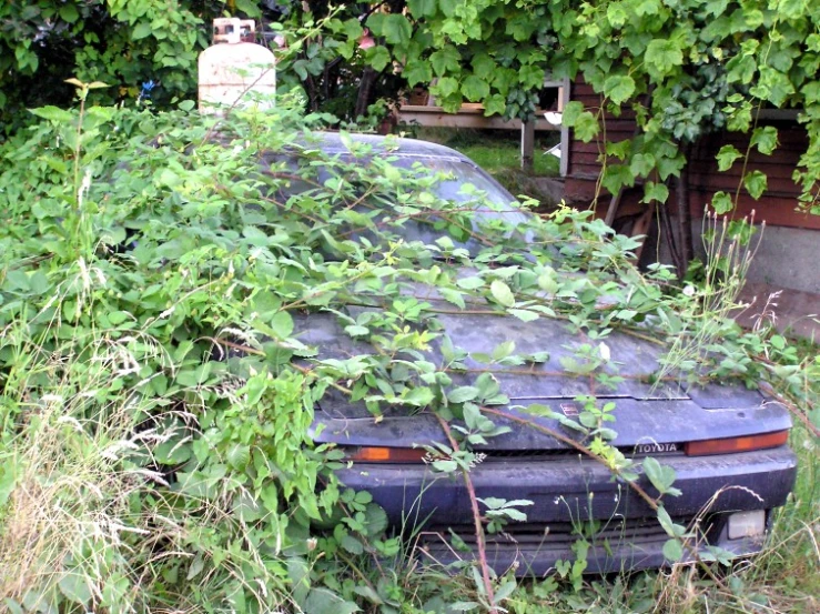 the old car is covered in vegetation and weeds