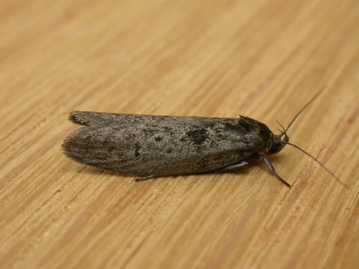 a bug crawling across a wooden surface near a glass