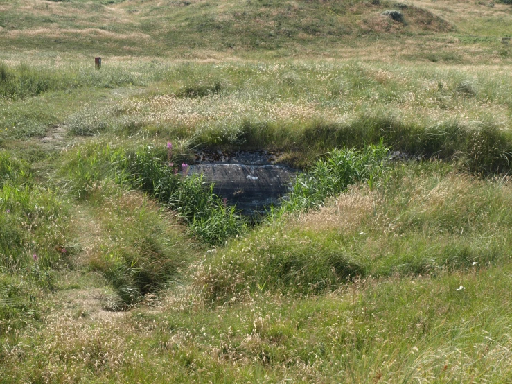 a horse standing on the top of a hill in an open field