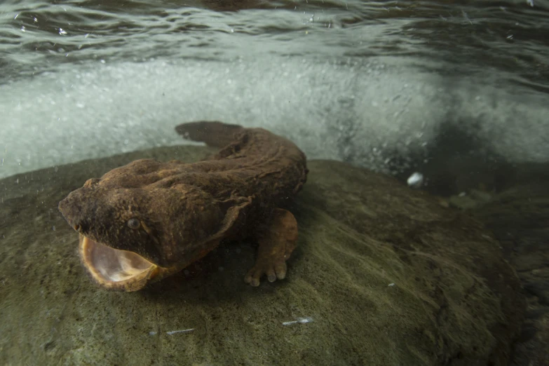 a large animal is in the water with it's mouth open