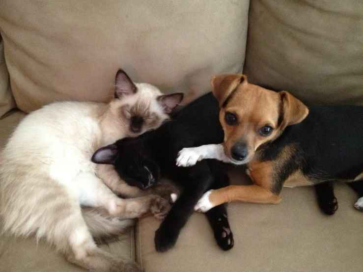 three cats and a dog cuddling on the couch