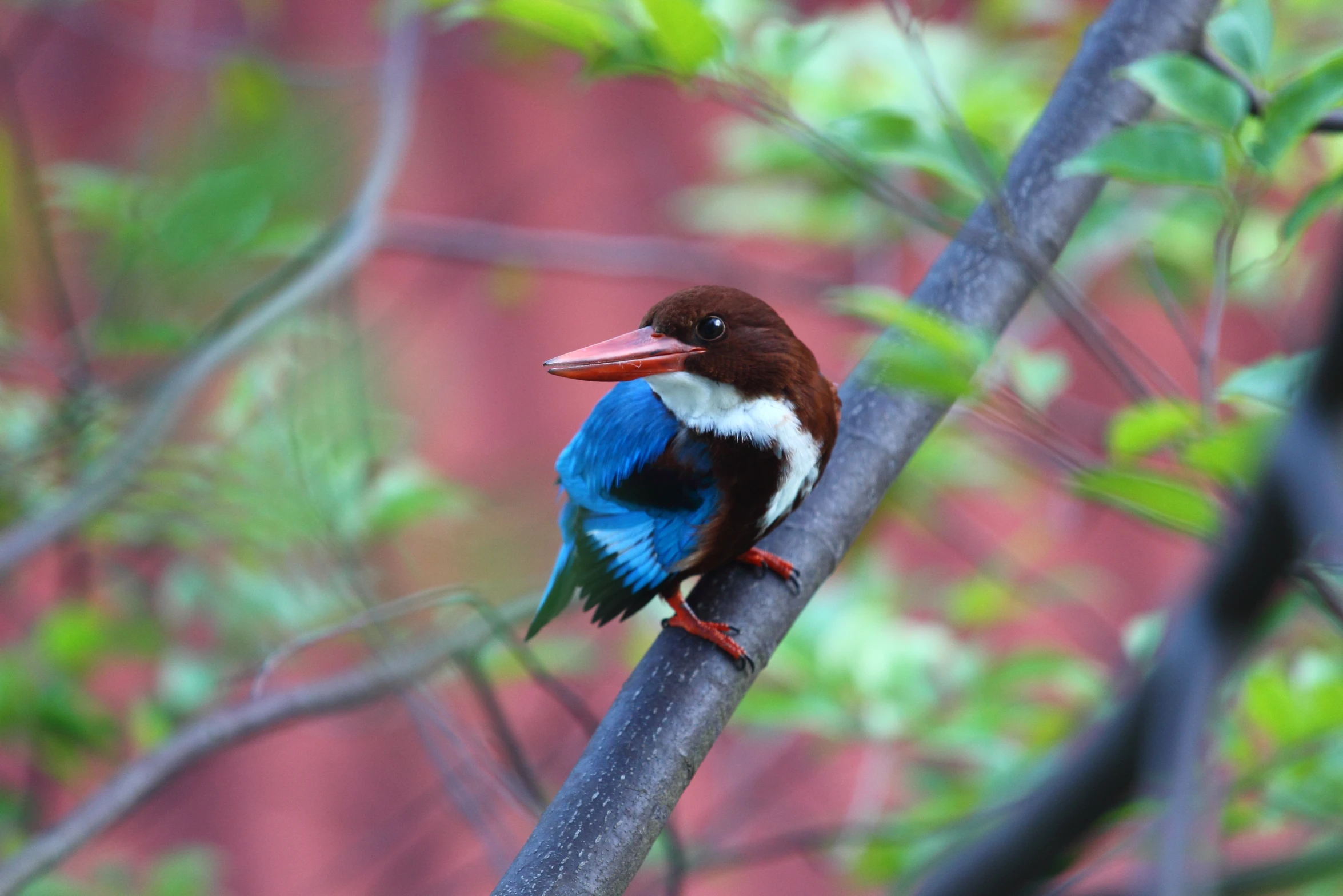 a blue bird perched on top of a tree nch