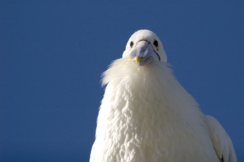 closeup of an enormous white bird with yellow beak