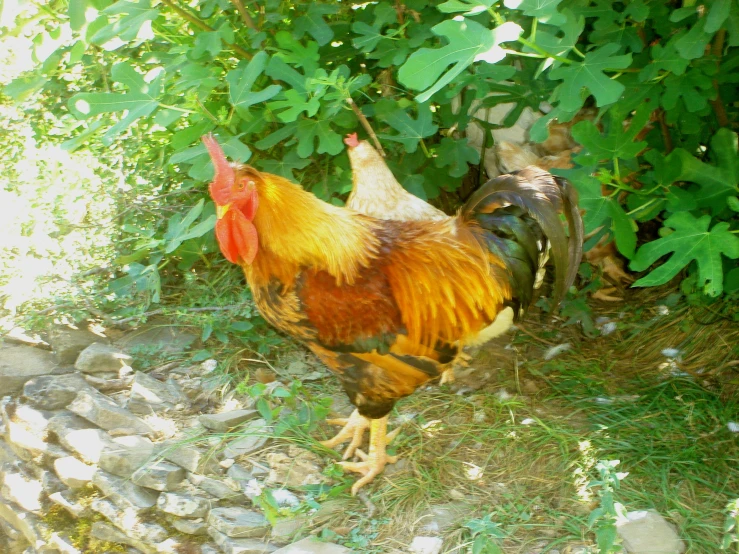 a close up of a rooster near a bush