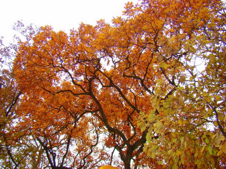 a yellow tree with red leaves in autumn