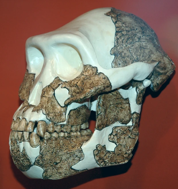 a carved human skull is displayed against a red wall