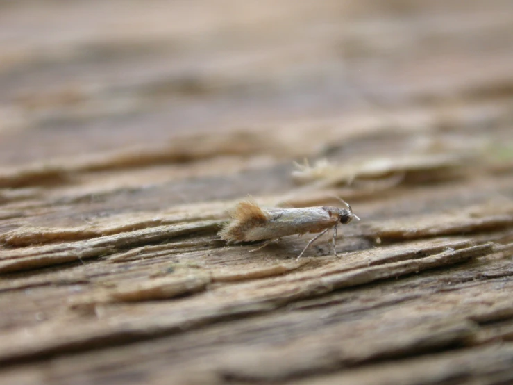 a bug is sitting on the wood as it looks up