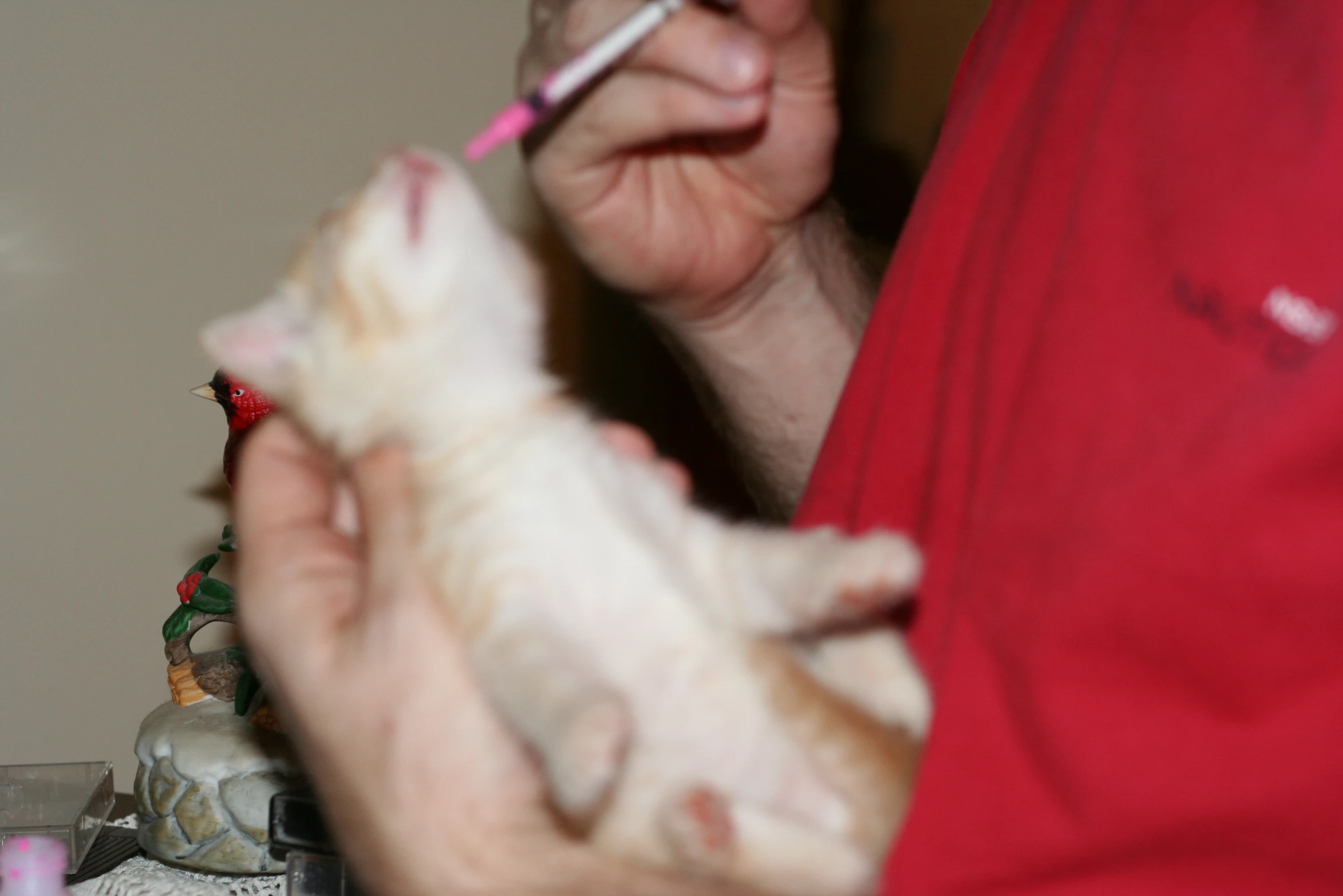 a person in red shirt holding white and black cat