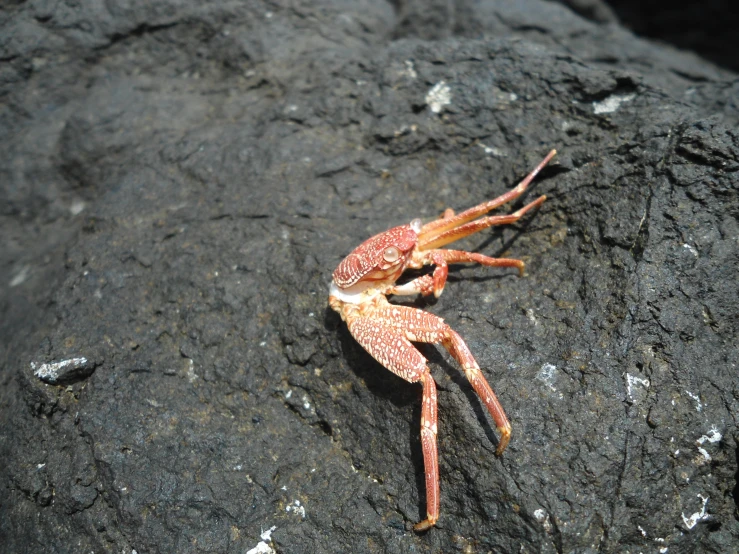 a crab is walking on the rock by himself