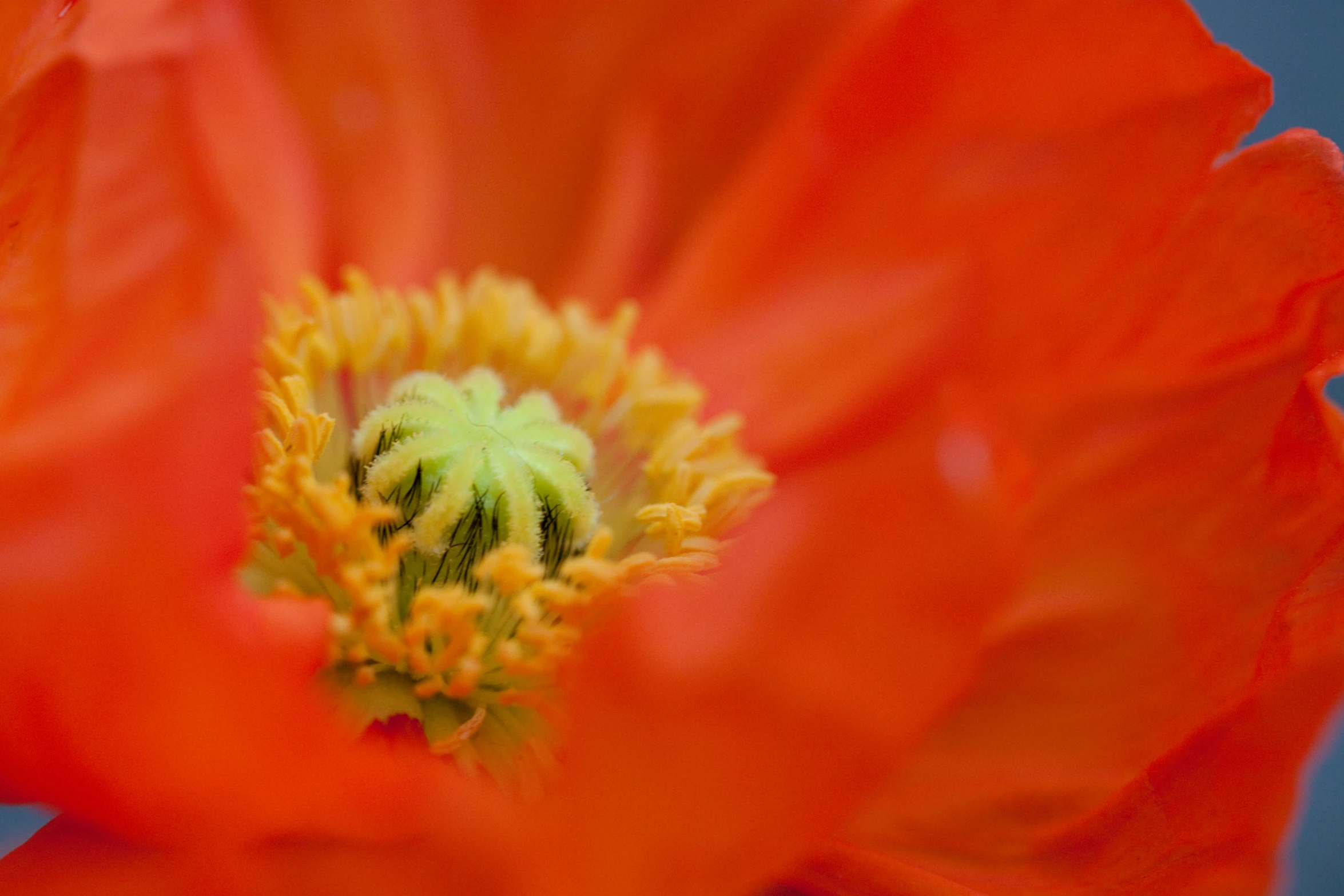 a flower that is close up and showing the stamen