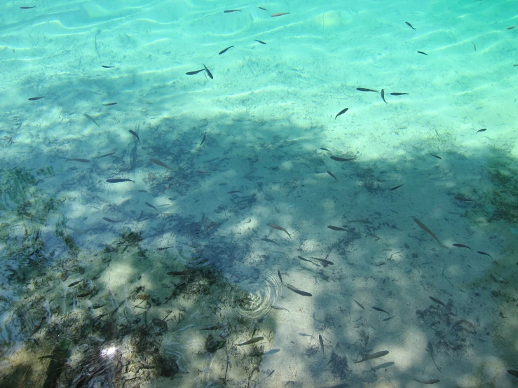 a clear blue body of water that has fish swimming