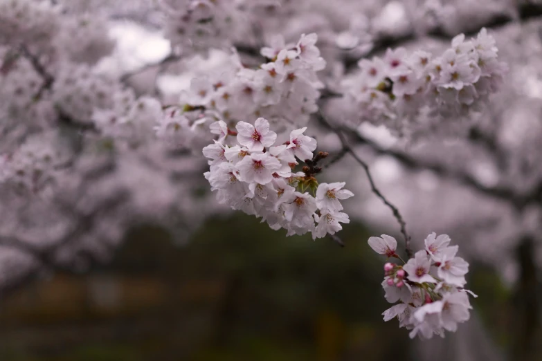 pink blossoms on a tree in an open space