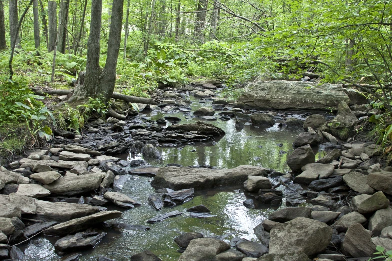 a small creek with rocks and water in the middle