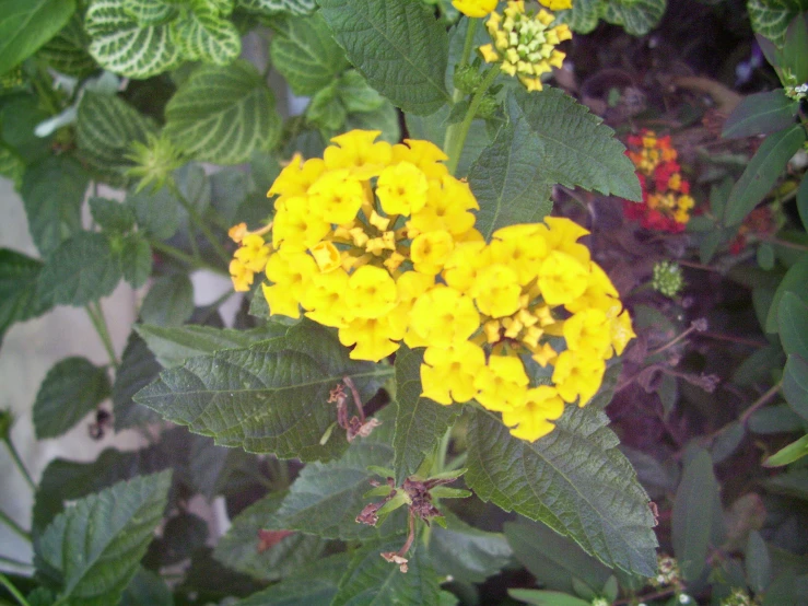 flowers and foliage in various blooming colors are seen