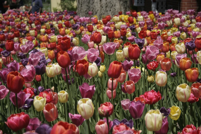 a field with many colored tulips outside and people walking by it