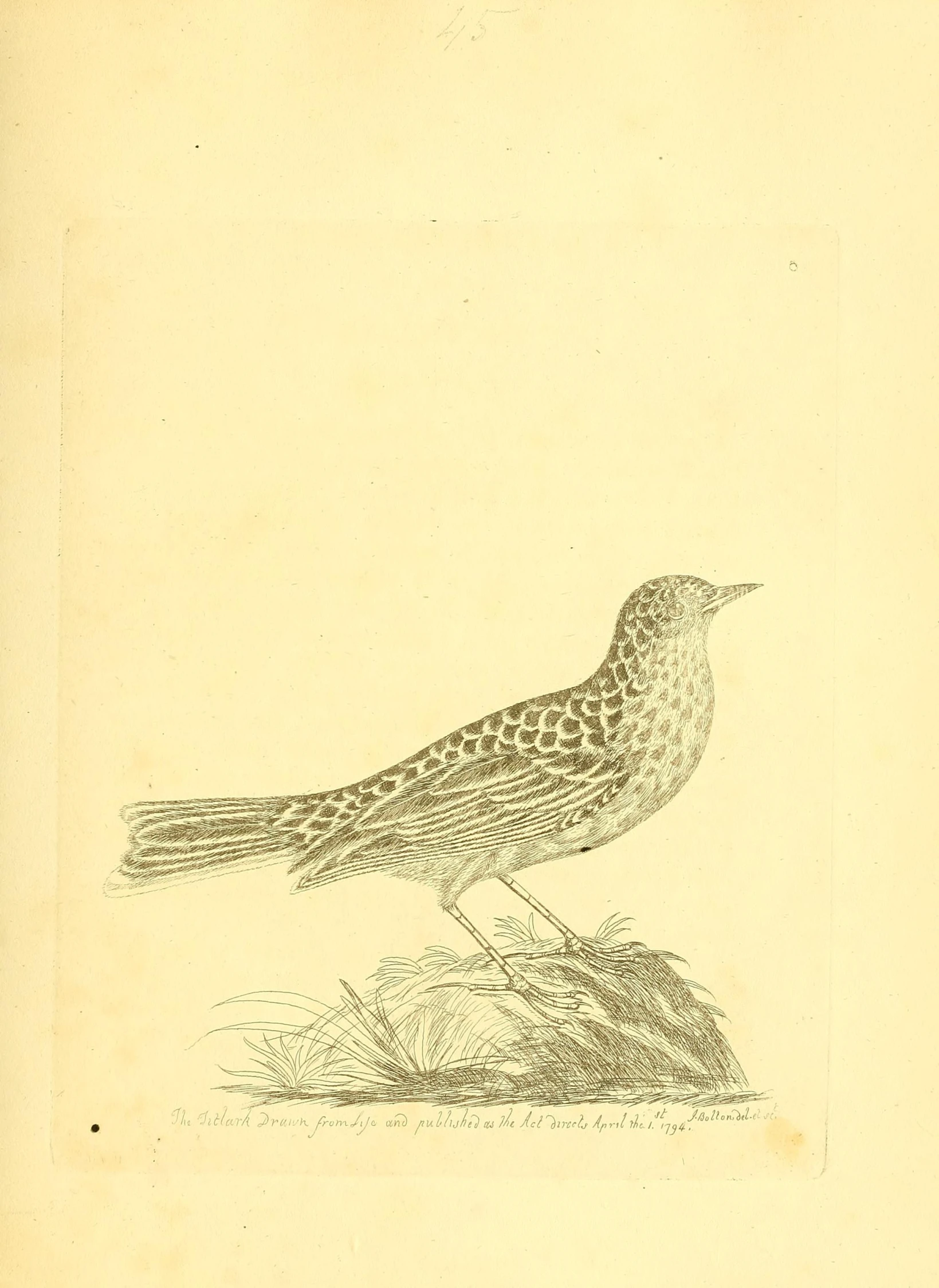 an illustration from a book shows a small bird on rocks