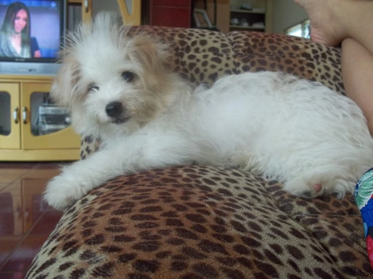 a white dog is lying on a couch with leopard print material