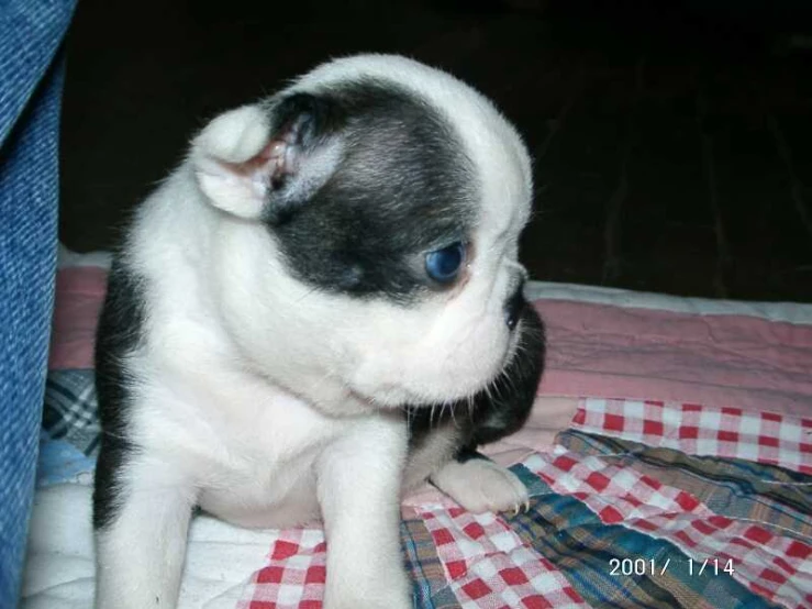 a black and white puppy sitting on a bed