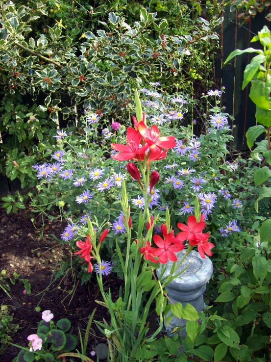 flowers in a garden with trees and fence behind