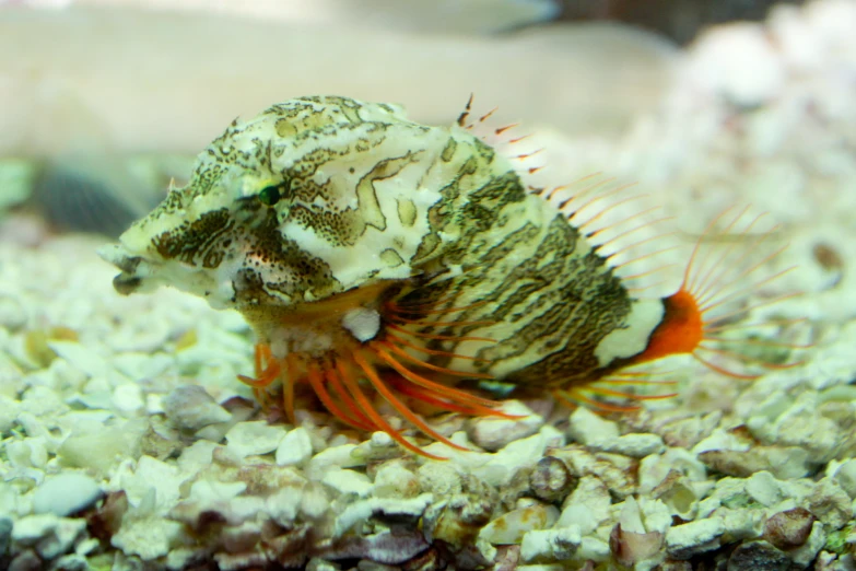 a red and white fish with an interesting tail