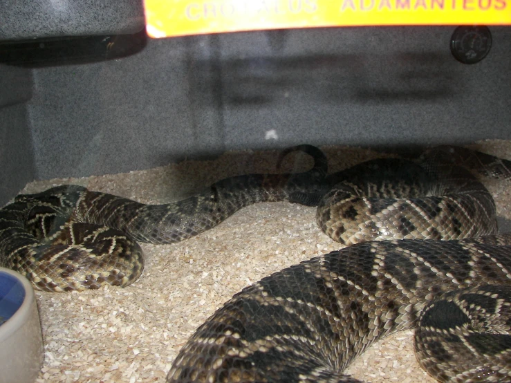 three snakes laying on the ground with a sign above them