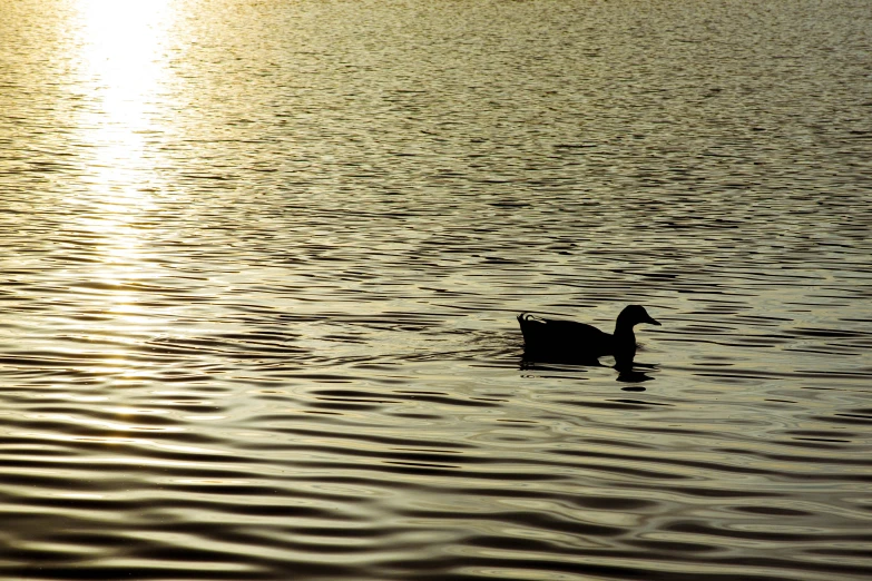 a duck floats in the water as the sun sets