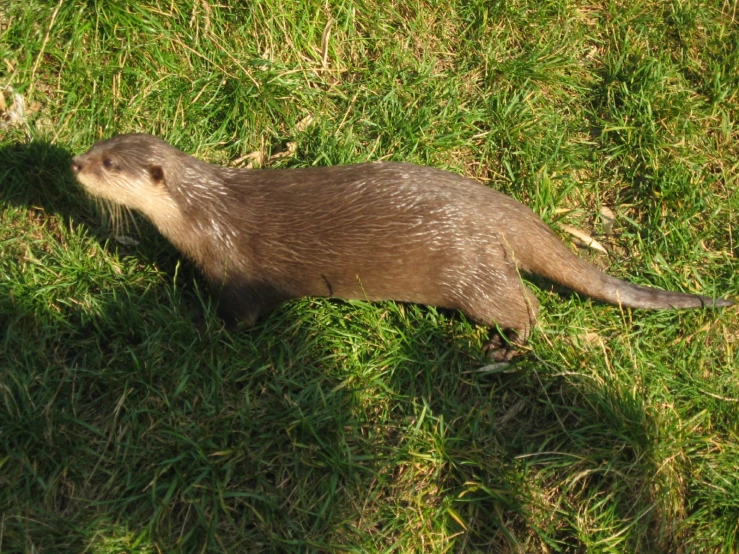 a beaver looking at soing on the ground