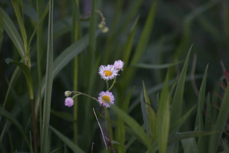 there are two white flowers blooming in the green grass