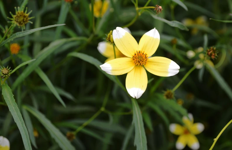 yellow and white flower growing in the midst of green plants