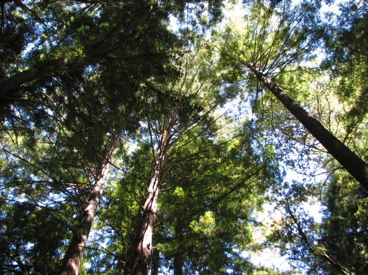 looking up at tall trees from ground level