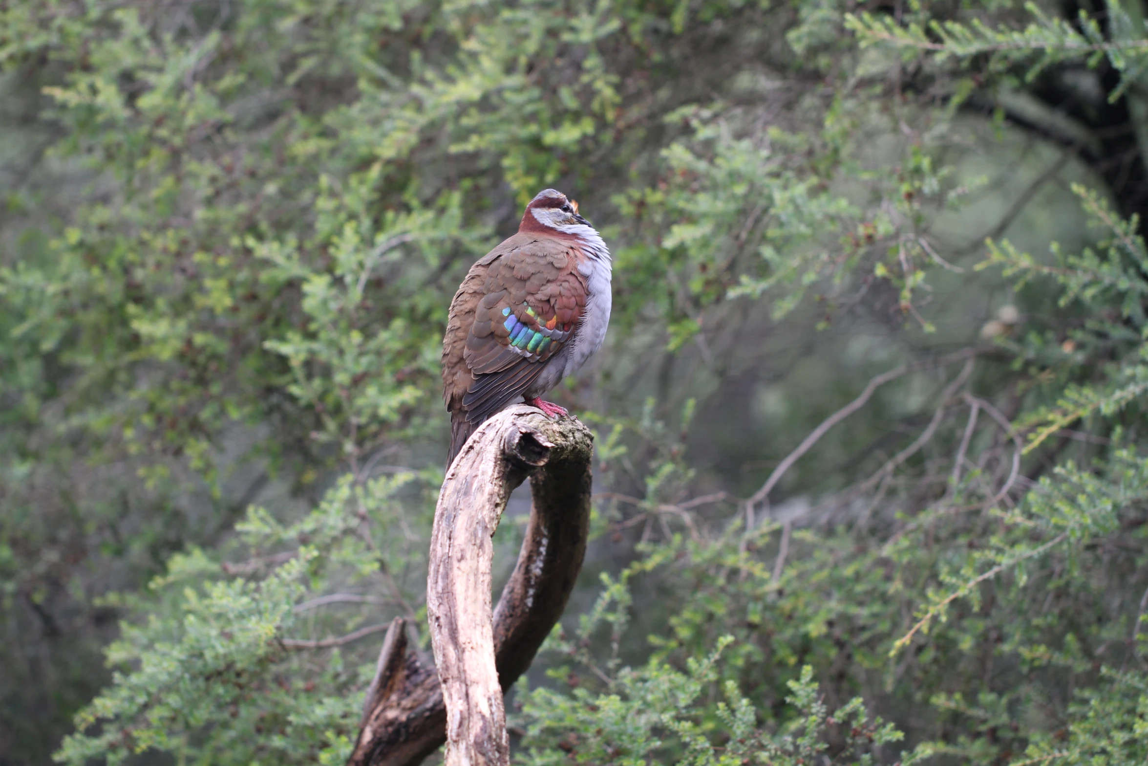 a bird on a dead limb is in a forest