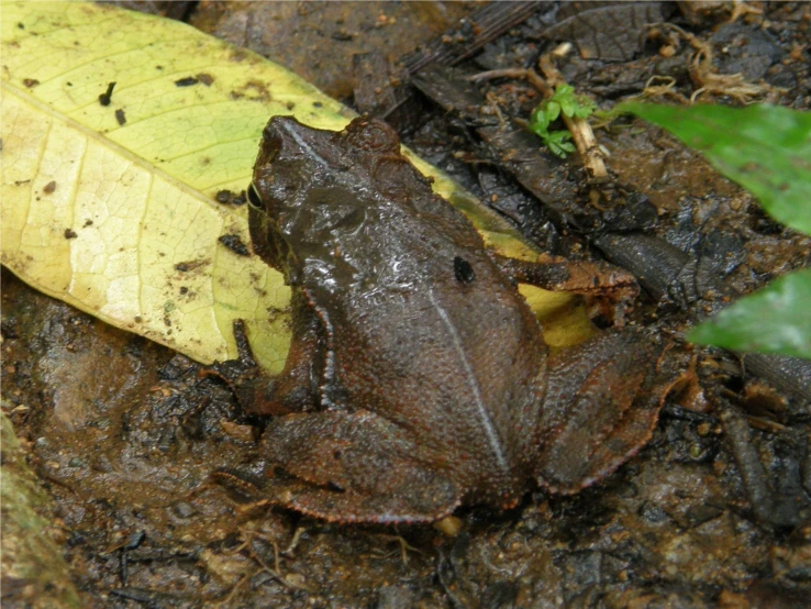 a black and brown frog sitting on top of a leaf