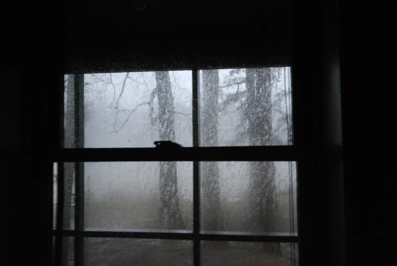 a cat sits on a window sill as it looks outside