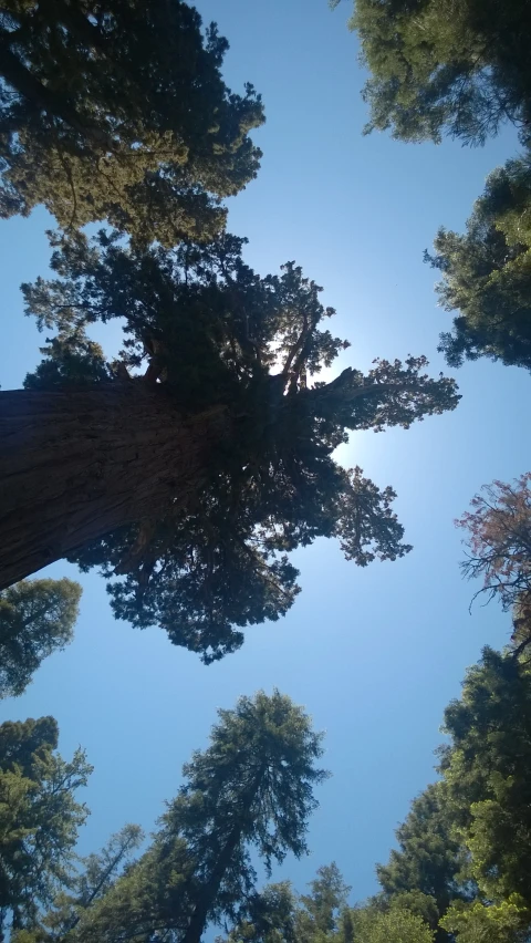 a forest filled with tall pine trees under a blue sky