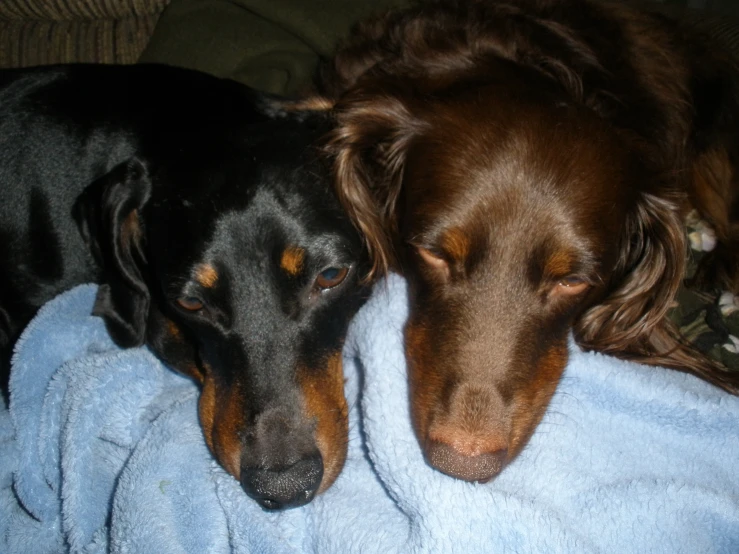 a couple of dogs that are on a blanket