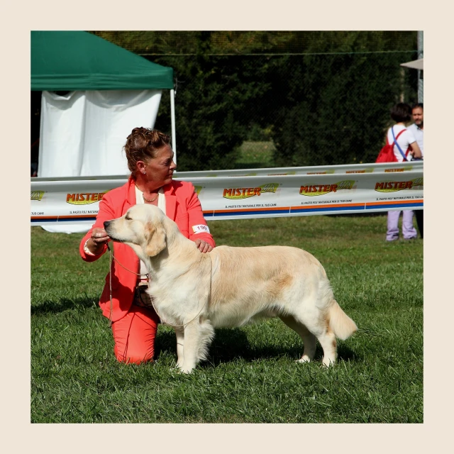 an old woman kneels in front of a yellow lab retriever