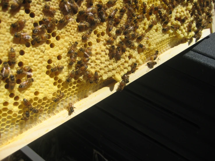 a group of honeybees in a beehive full of pollen