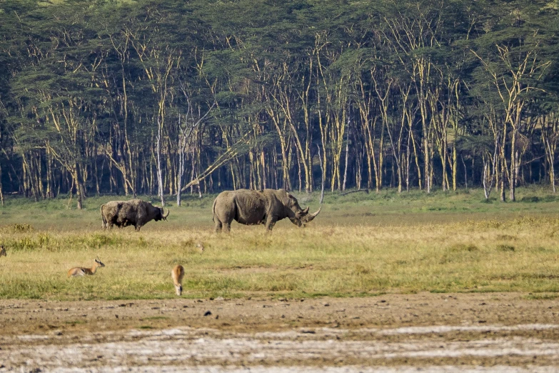 the two rhinos are eating in the grass