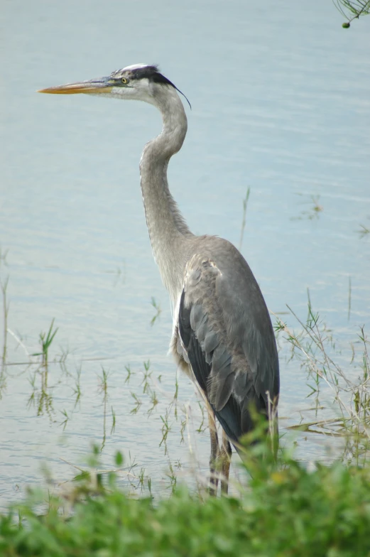 a grey bird standing near a body of water