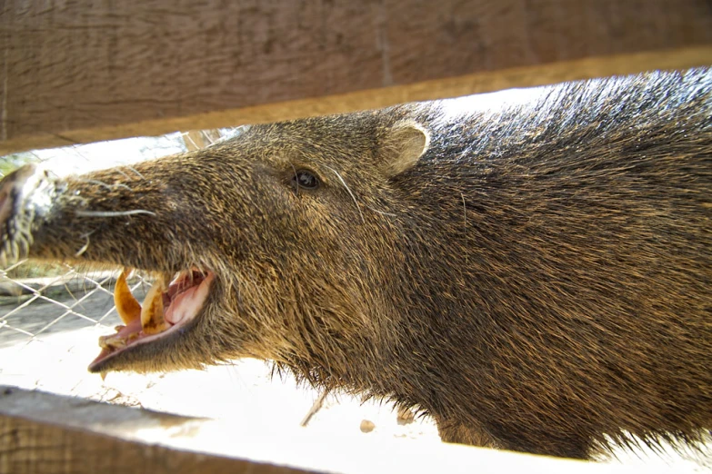 a wild animal in captivity with it's mouth open