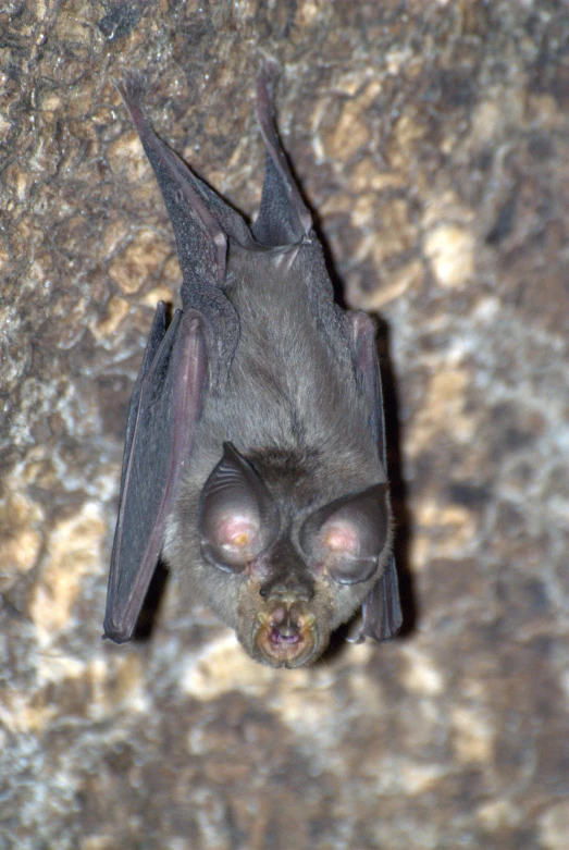 a bat hanging upside down from its mother