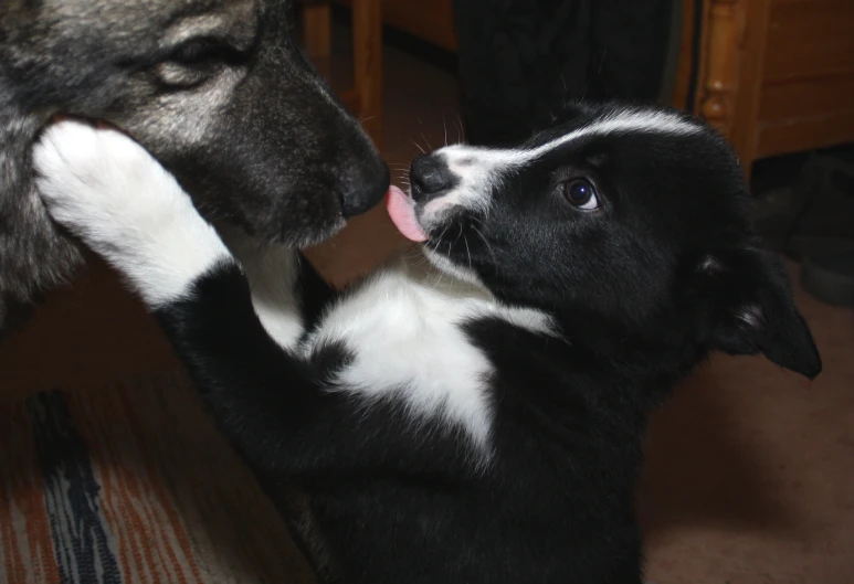 a dog is holding its front paws on a chair