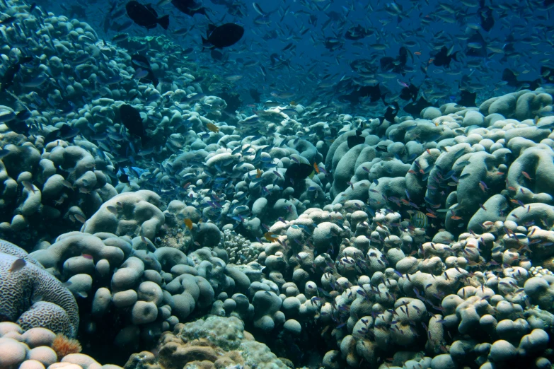 many corals and other sea creatures on the ocean